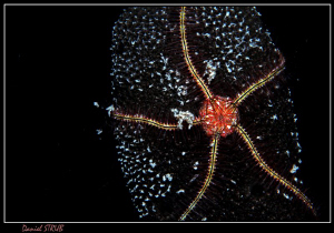 who's STAR are you? :-D by Daniel Strub 
